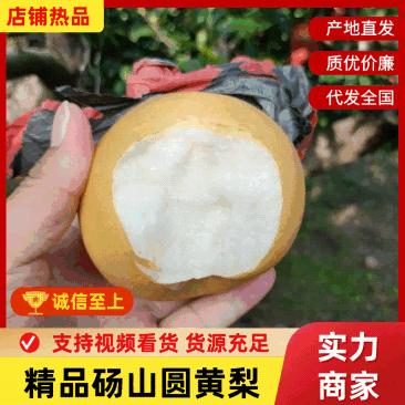 光果圆黄梨大量上市,需要的联系我,甜度高,耐运输。