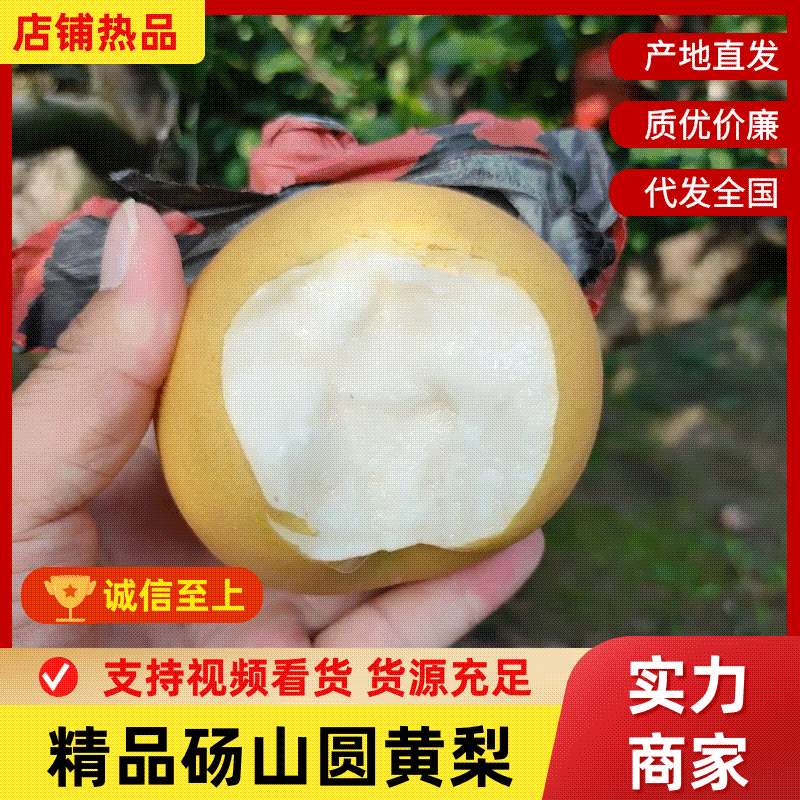 光果圆黄梨大量上市，需要的联系我，甜度高，耐运输。