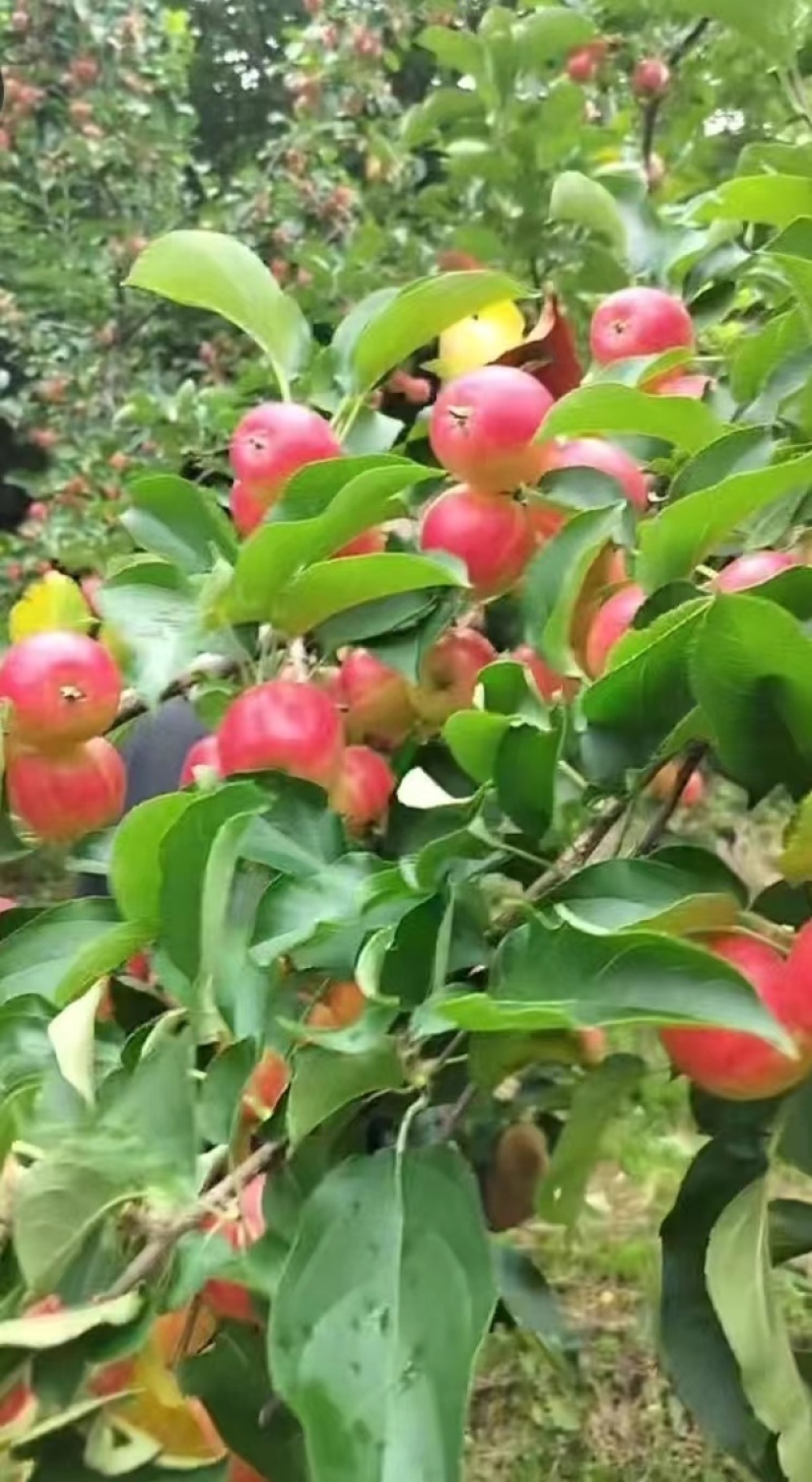 辽宁苹果嘎啦苹果基地一手货源对接电商市场商超可视频