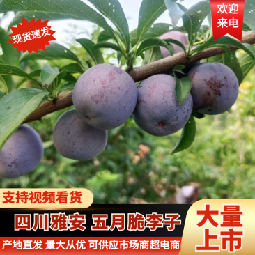 四川五月脆大量上市中，诚信经营，本人代办！
