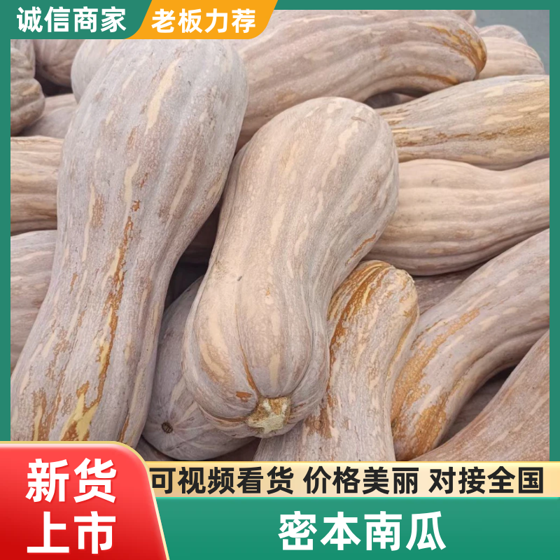 金韩南瓜货源充足，大量供应耐运输，可长时间存放，产地直发