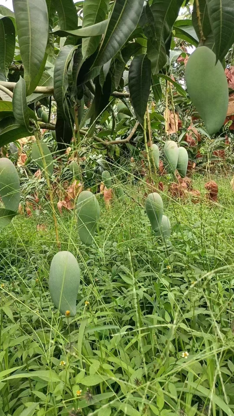 云南保山隆阳区金煌芒大量上市潞江坝核心产区量大从优