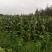 贵州玉米须一手货源全国发货对接电商市场商超