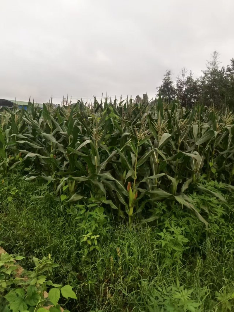 贵州玉米须一手货源全国发货对接电商市场商超
