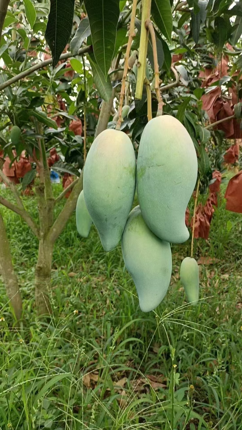 云南保山隆阳区金煌芒大量上市潞江坝核心产区量大从优
