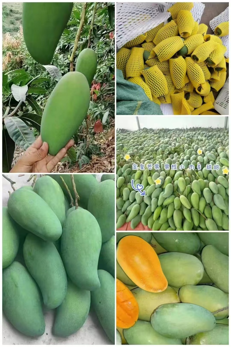 云南保山隆阳区金煌芒大量上市潞江坝核心产区量大从优