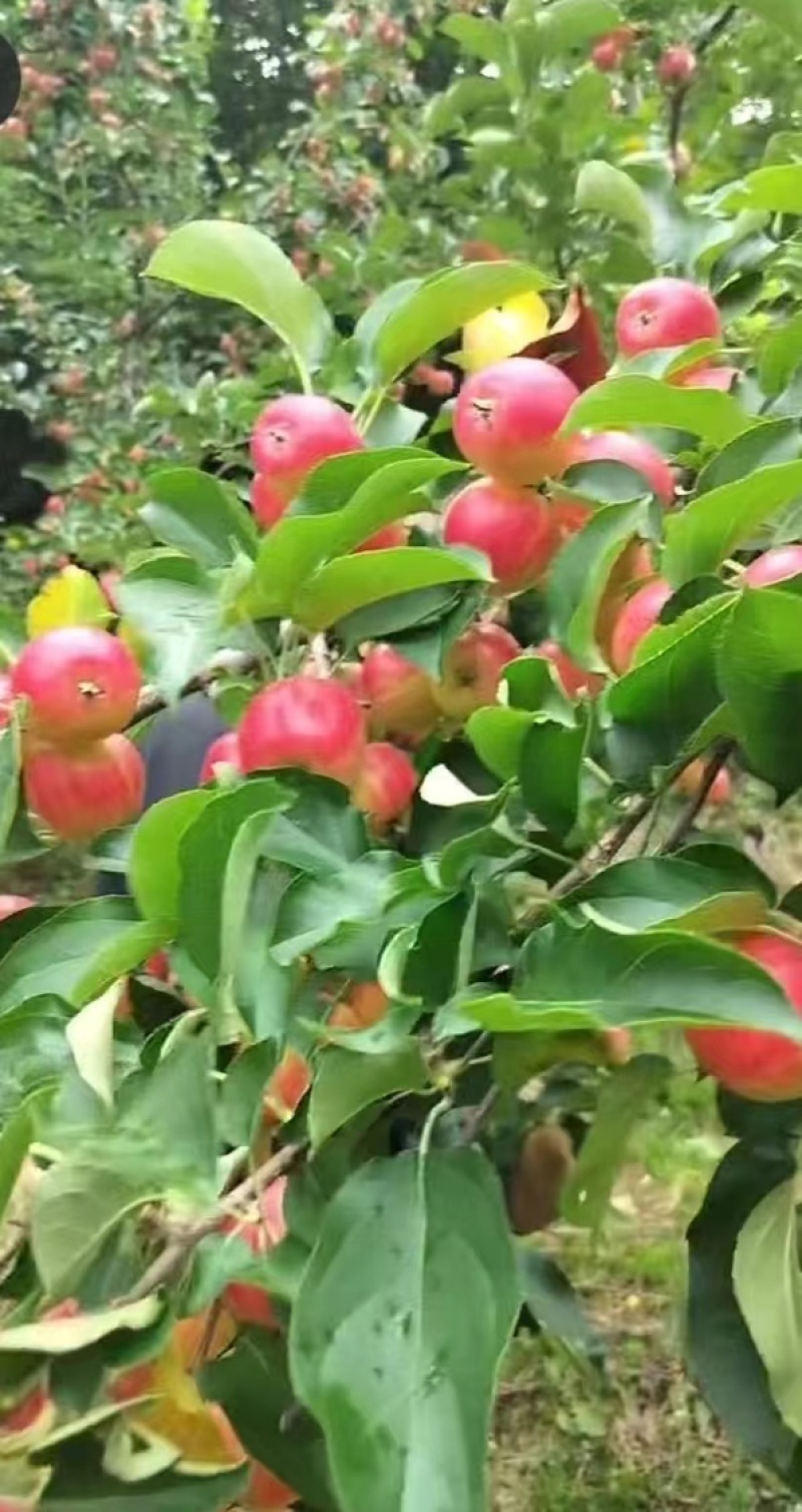 辽宁苹果123苹果基地一手货源对接电商市场商超
