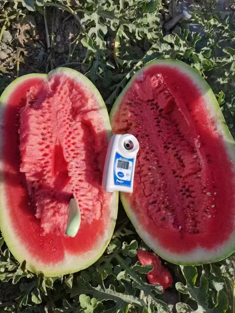 宁夏硒砂瓜精品直供产地直发一手货源可视频看货