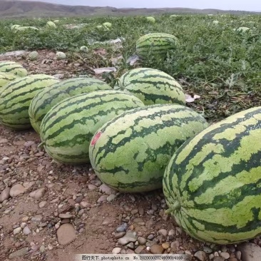 宁夏硒砂瓜精品直供产地直发一手货源可视频看货