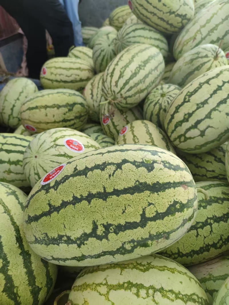精品宁夏硒砂瓜货源充足对接各大平台质量保证
