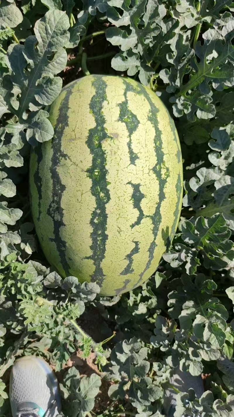 精品宁夏硒砂瓜货源充足对接各大平台质量保证