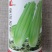 绿领皇后西芹种子早熟西芹品种叶柄浅黄有光泽高产芹菜