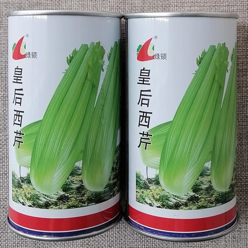 绿领皇后西芹种子早熟西芹品种叶柄浅黄有光泽高产芹菜