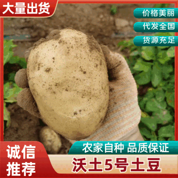 沃土5号产地直供，货源充足，个大形好，全国按单