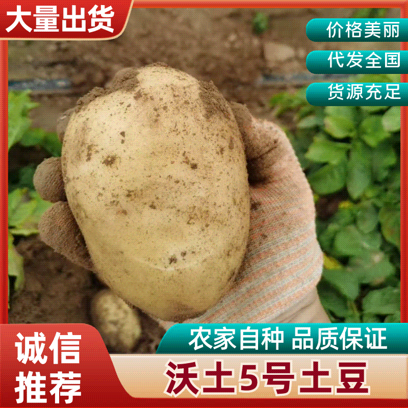 沃土5号产地直供，货源充足，个大形好，全国按单