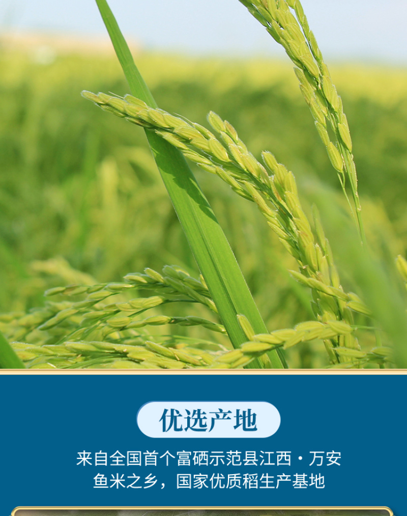 【和万安】甄选江西大米10斤装
