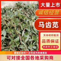 马齿苋野生马齿苋现挖现卖日供50吨货源充足