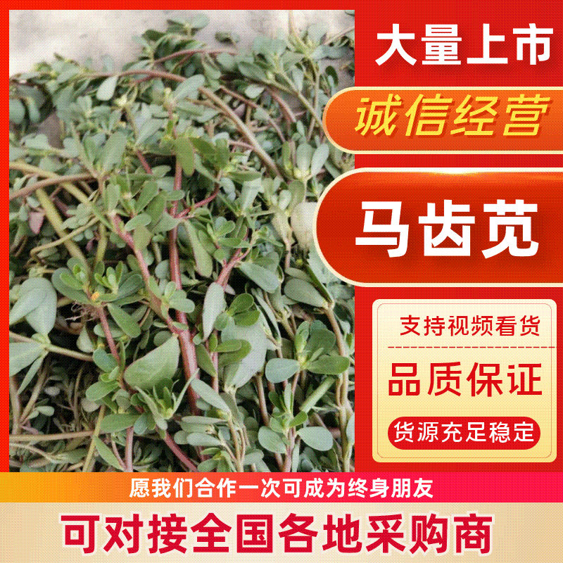 马齿苋野生马齿苋现挖现卖日供50吨货源充足
