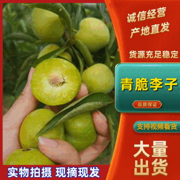 青李子加工厂需要的青李子