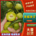 青李子加工厂需要的青李子