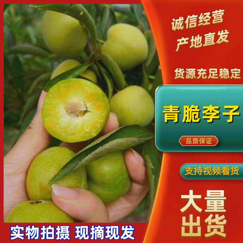 青李子加工厂需要的青李子