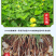 和万安头道花生油2.5L