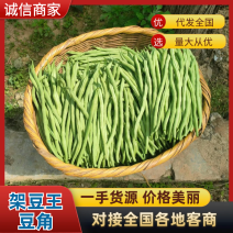 精选架豆王豆王。无筋豆甘肃基地直供质量保证量大优惠