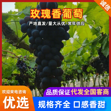 玫瑰香葡萄河北葡萄大量现货，规格齐全，价格可谈欢迎电联