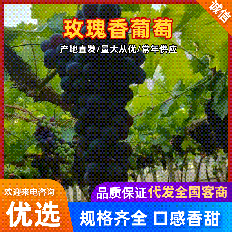 玫瑰香葡萄河北葡萄大量现货，规格齐全，价格可谈欢迎电联