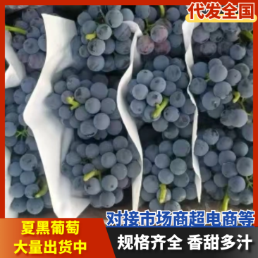 河北夏黑葡萄乒乓球葡萄阳光玫瑰巨峰葡大量直供口感纯甜精品