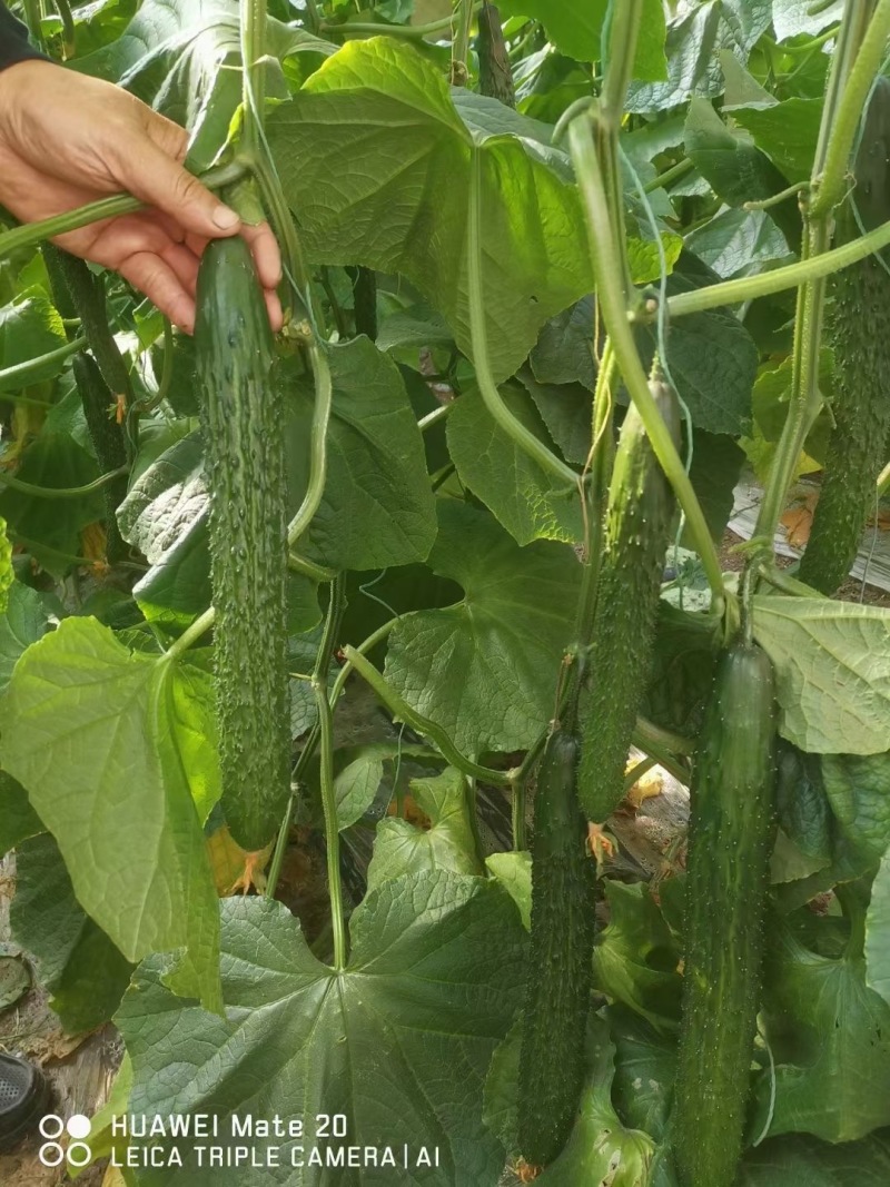 种苗品质保证服务周到产地直发价格美丽