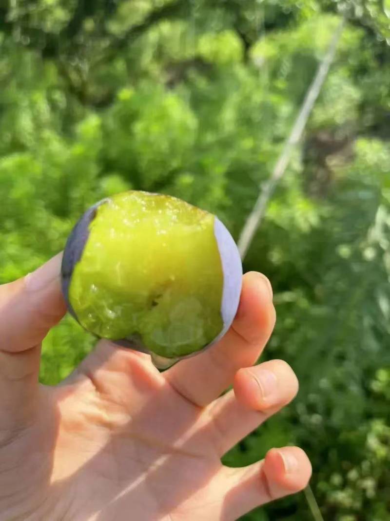 五月脆李子大量上市，欢迎各位老板采购，