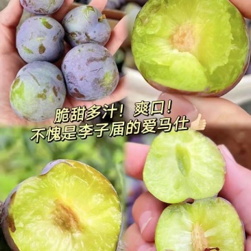 五月脆李子大量上市，欢迎各位老板采购，