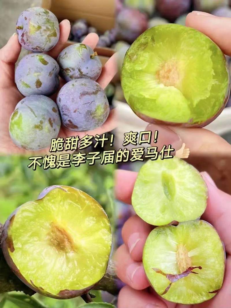 五月脆李子大量上市，欢迎各位老板采购，