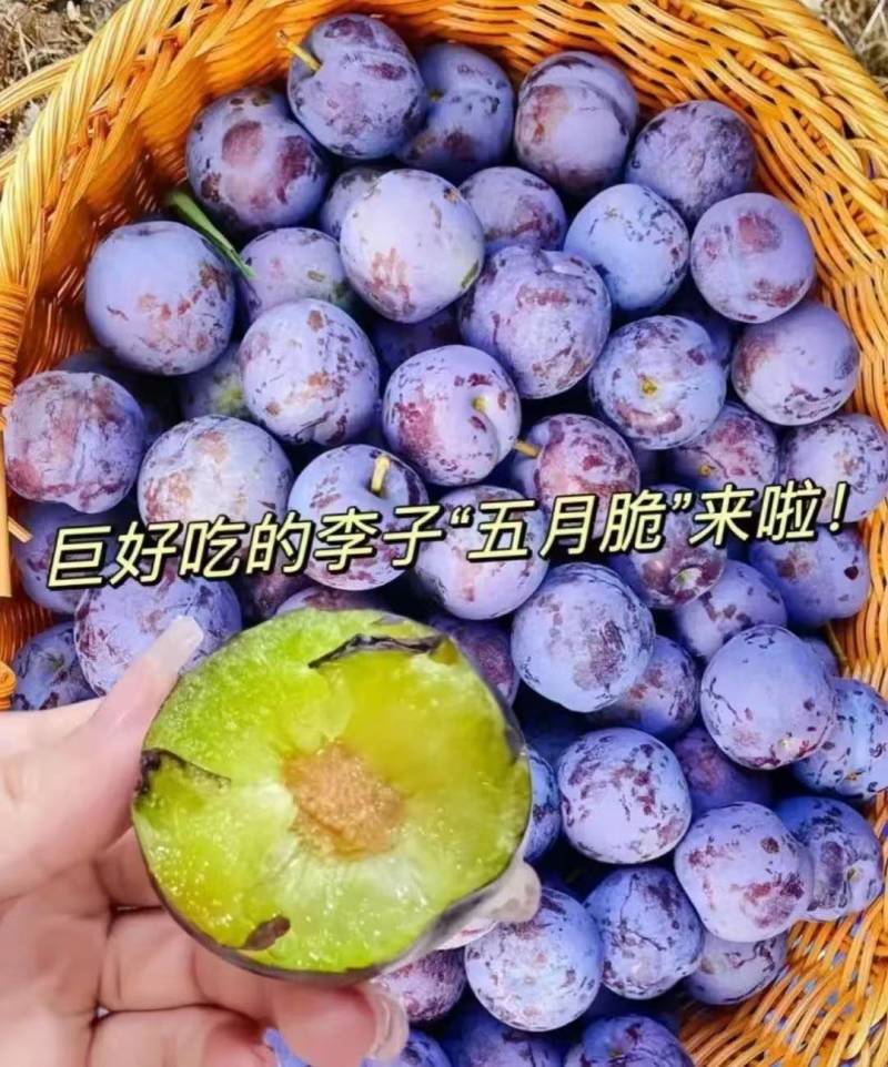 五月脆李子大量上市，欢迎各位老板采购，
