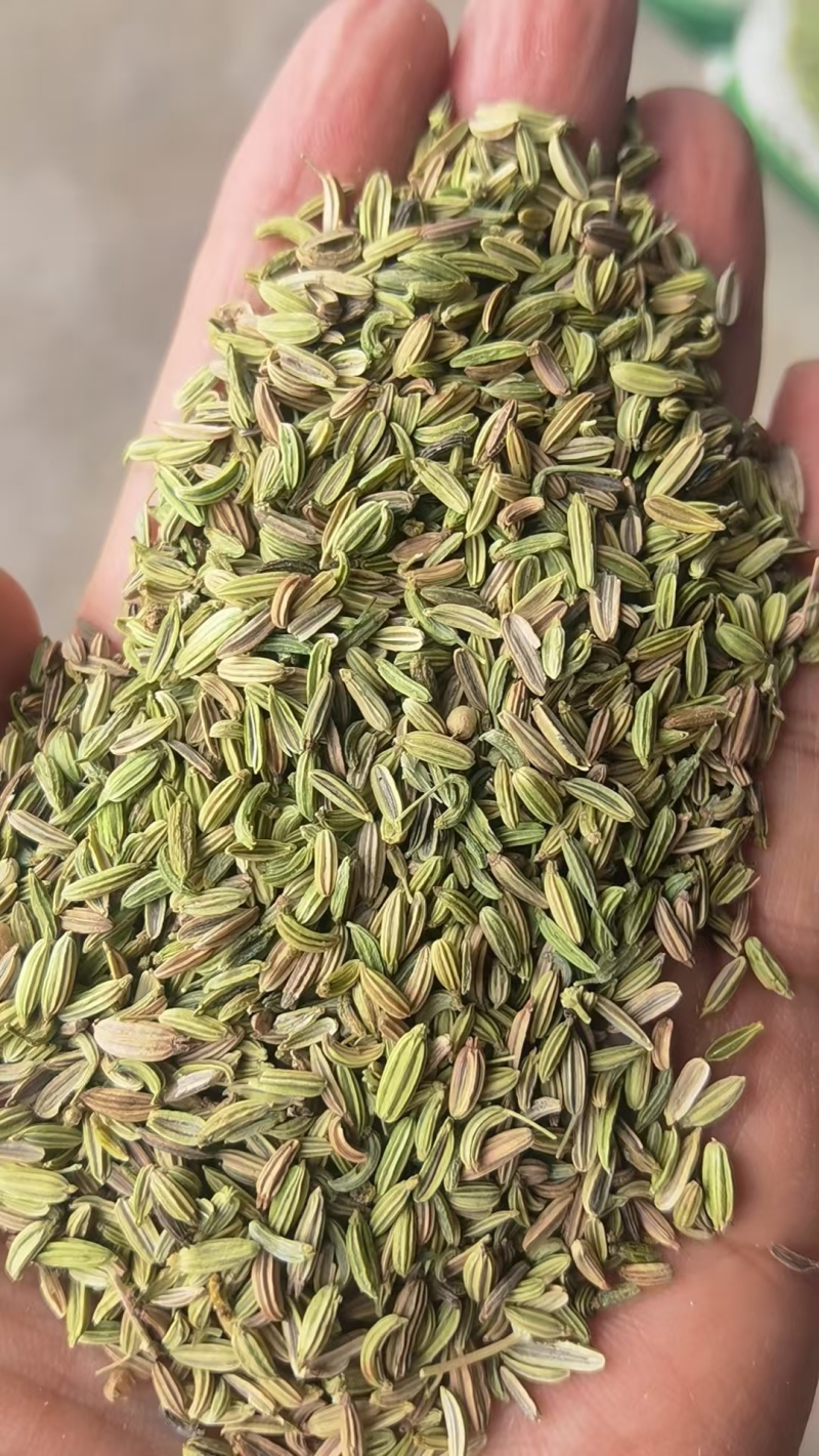 甘肃一手货源小茴香新鲜上市价格美丽质量**欢迎采购热卖中