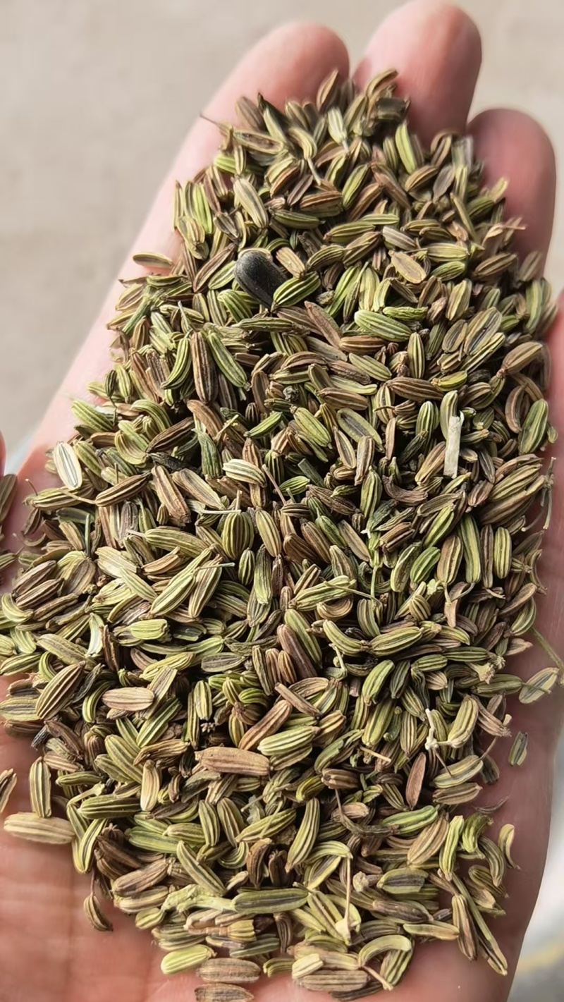 甘肃一手货源小茴香新鲜上市价格美丽质量**欢迎采购热卖中