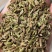 甘肃一手货源小茴香新鲜上市价格美丽质量**欢迎采购热卖中