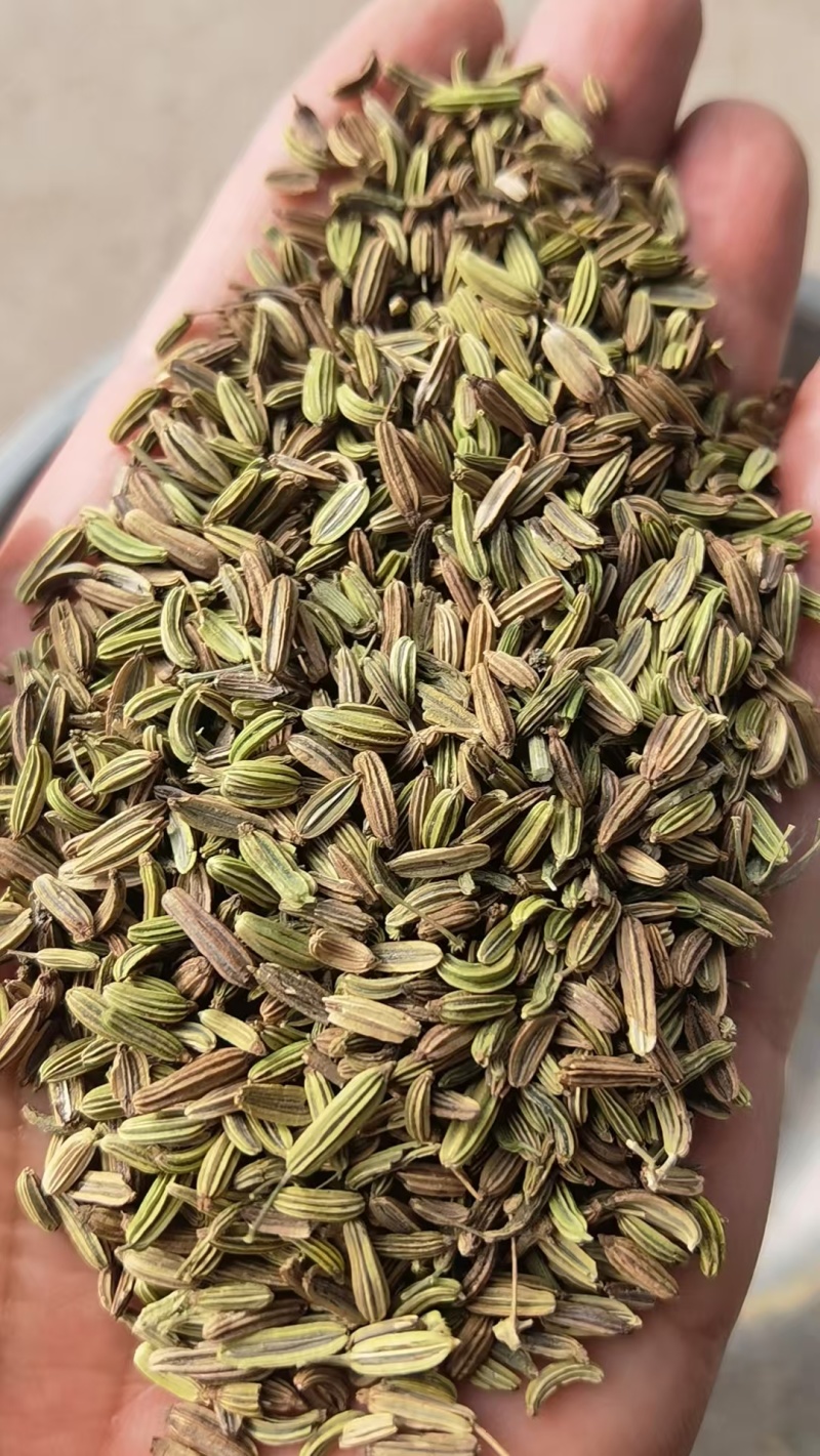 甘肃一手货源小茴香新鲜上市价格美丽质量**欢迎采购热卖中