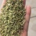 甘肃一手货源小茴香新鲜上市价格美丽质量**欢迎采购热卖中