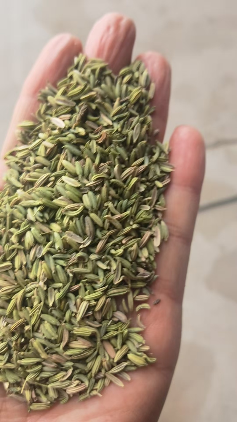 甘肃一手货源小茴香新鲜上市价格美丽质量**欢迎采购热卖中