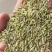 甘肃一手货源小茴香新鲜上市价格美丽质量**欢迎采购热卖中