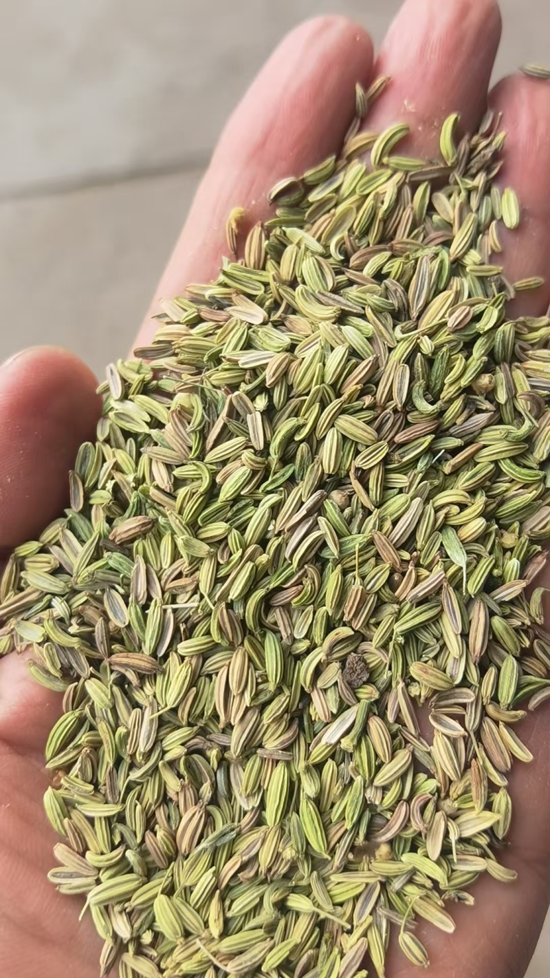 甘肃一手货源小茴香新鲜上市价格美丽质量**欢迎采购热卖中