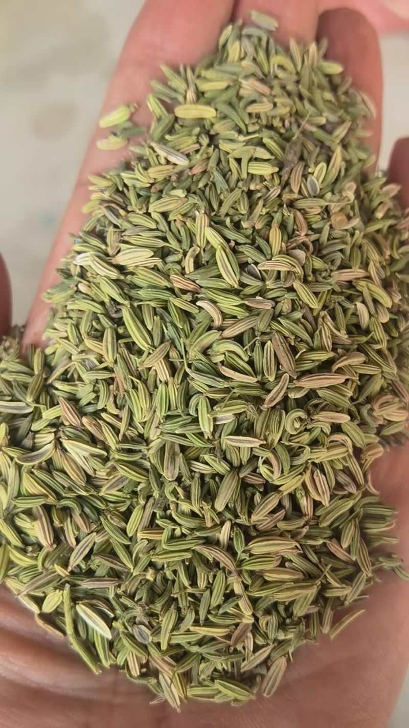 甘肃一手货源小茴香新鲜上市价格美丽质量**欢迎采购热卖中