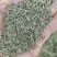 甘肃孜然新鲜上市价格美丽各种规格齐全量大从优欢迎采购