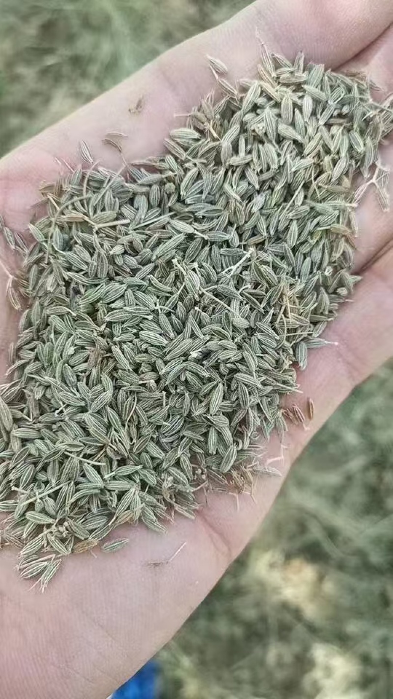 甘肃孜然新鲜上市价格美丽各种规格齐全量大从优欢迎采购