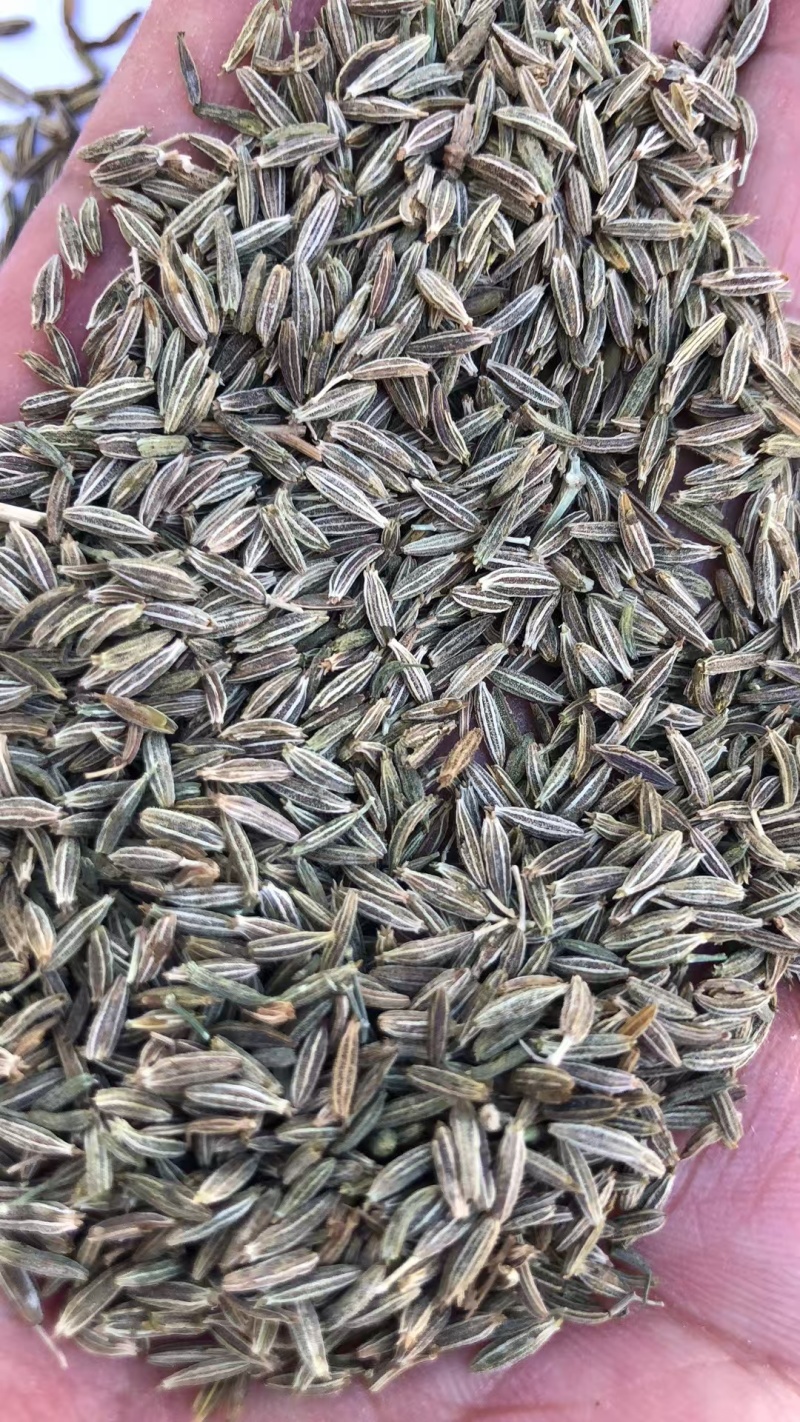 甘肃孜然新鲜上市价格美丽各种规格齐全量大从优欢迎采购