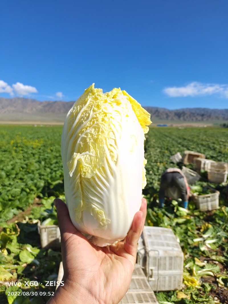 产地直发一手货源无虫无害无坏心全国可发价格低