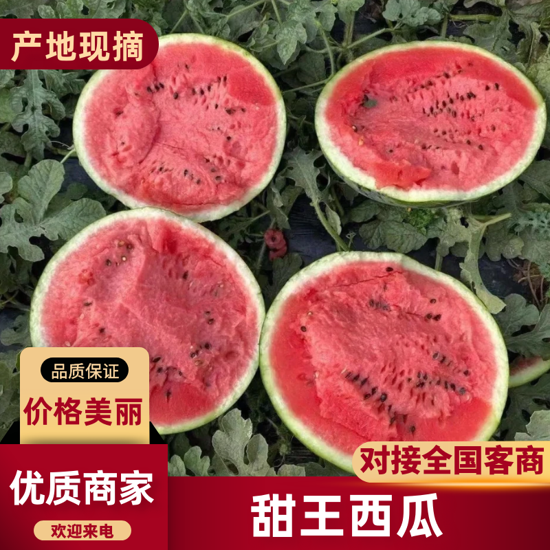 甜王西瓜河北甜王西瓜包熟包甜基地直发供应全国市场
