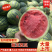 河北西瓜河北甜王西瓜皮薄多汁包熟包甜量大从优